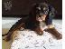 PoulaTo: CAVALIER KING CHARLSE